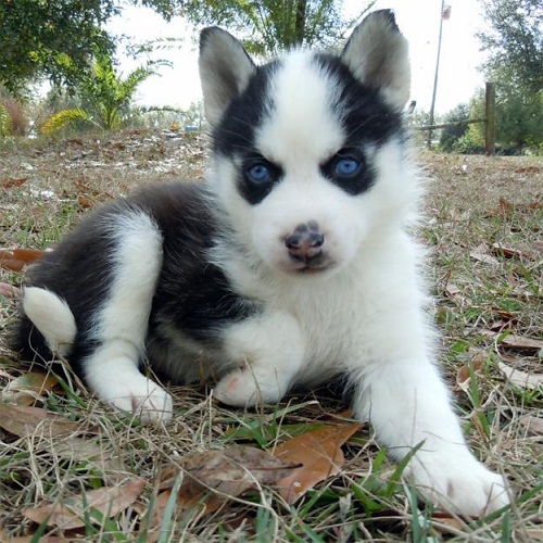 White Color Cute Siberian Husky Puppies Pictures