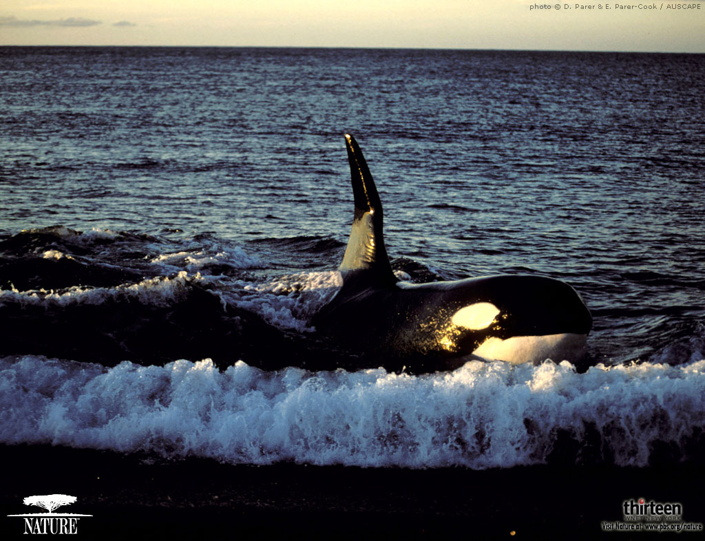 Killer Whale iPhone Wallpaper Attachment Amazing Wallpaperz