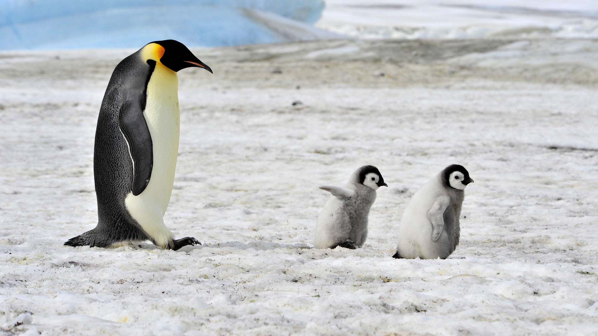 Antarctic Penguin Wallpaper