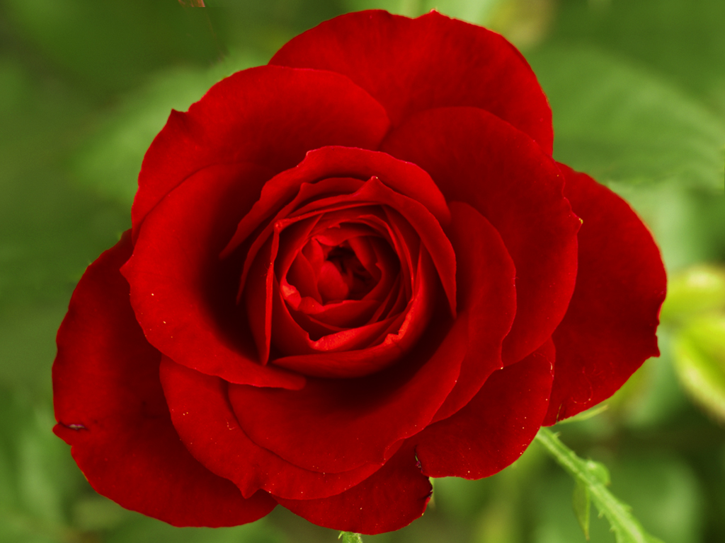 Beautiful Red Rose And Heart Both Are Synonymous They