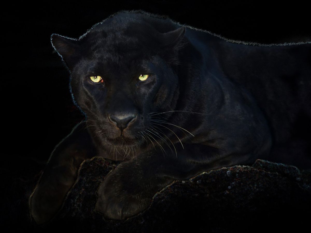 Scary Panther Eyes Picture Enjoy