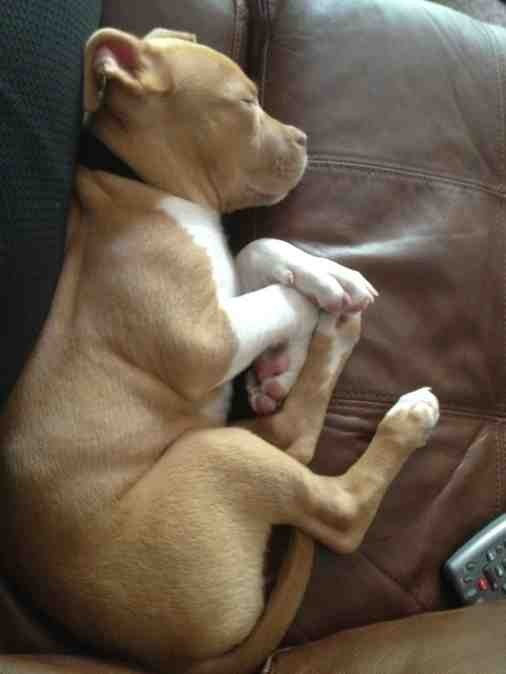 Related Pictures Pitbull Dog Nice Sleep Wallpaper
