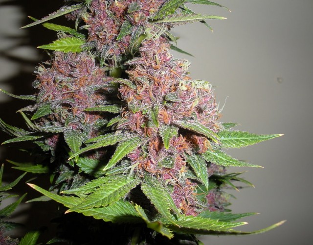 Purple Marijuana Bud HD Weed Wallpaper