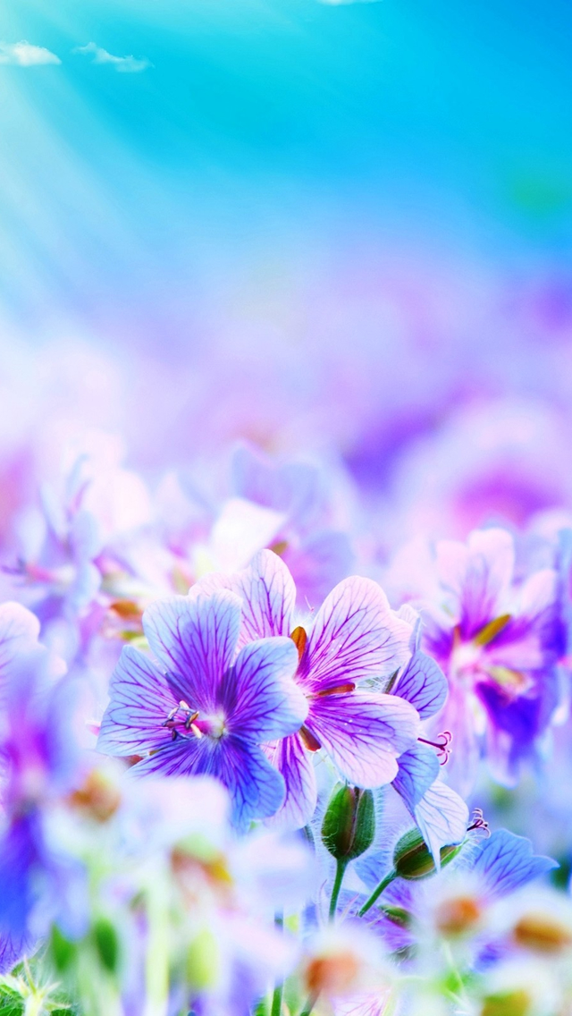 Flowers iPhone Wallpaper Themes