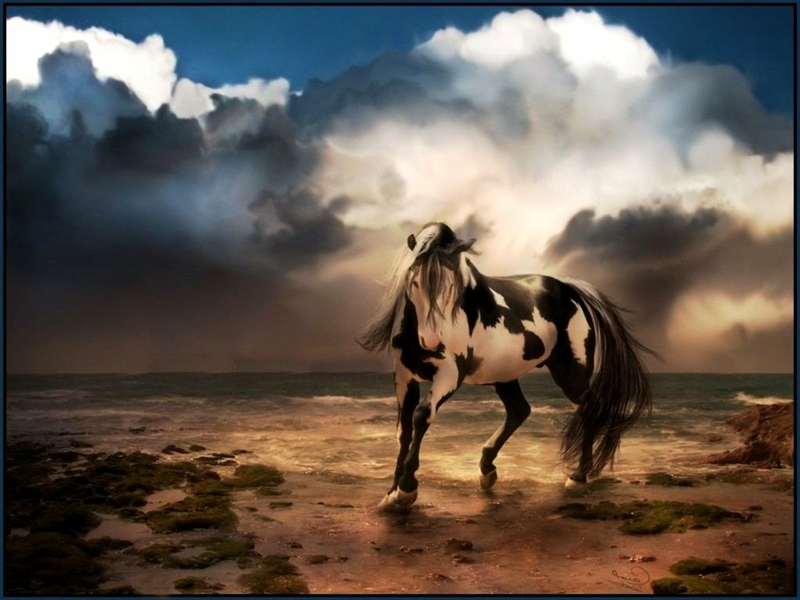 Beach Clouds Dream Horse Animals Horses HD Desktop Wallpaper