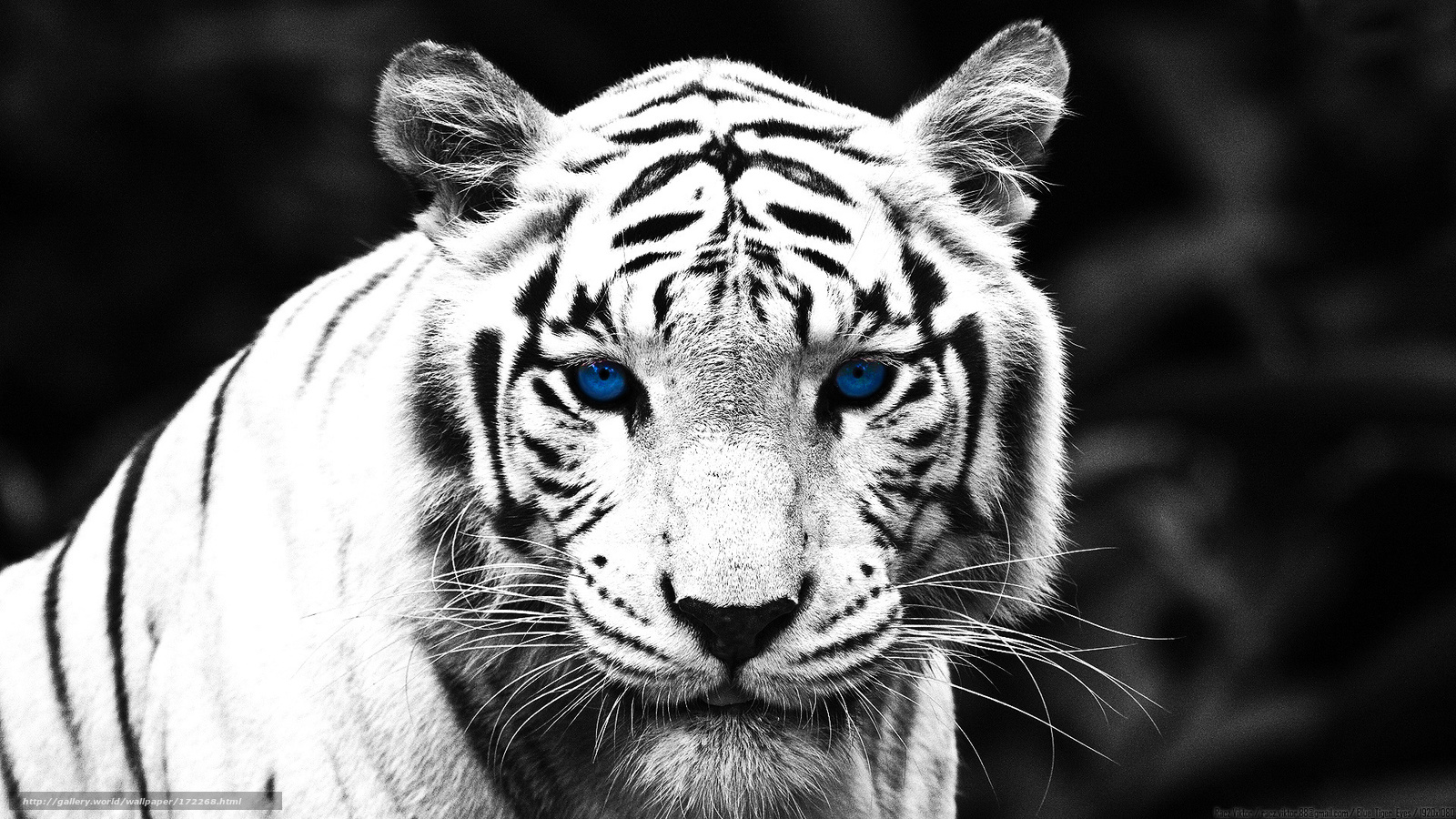 Download wallpaper tiger black and white desktop wallpaper in 1600x900