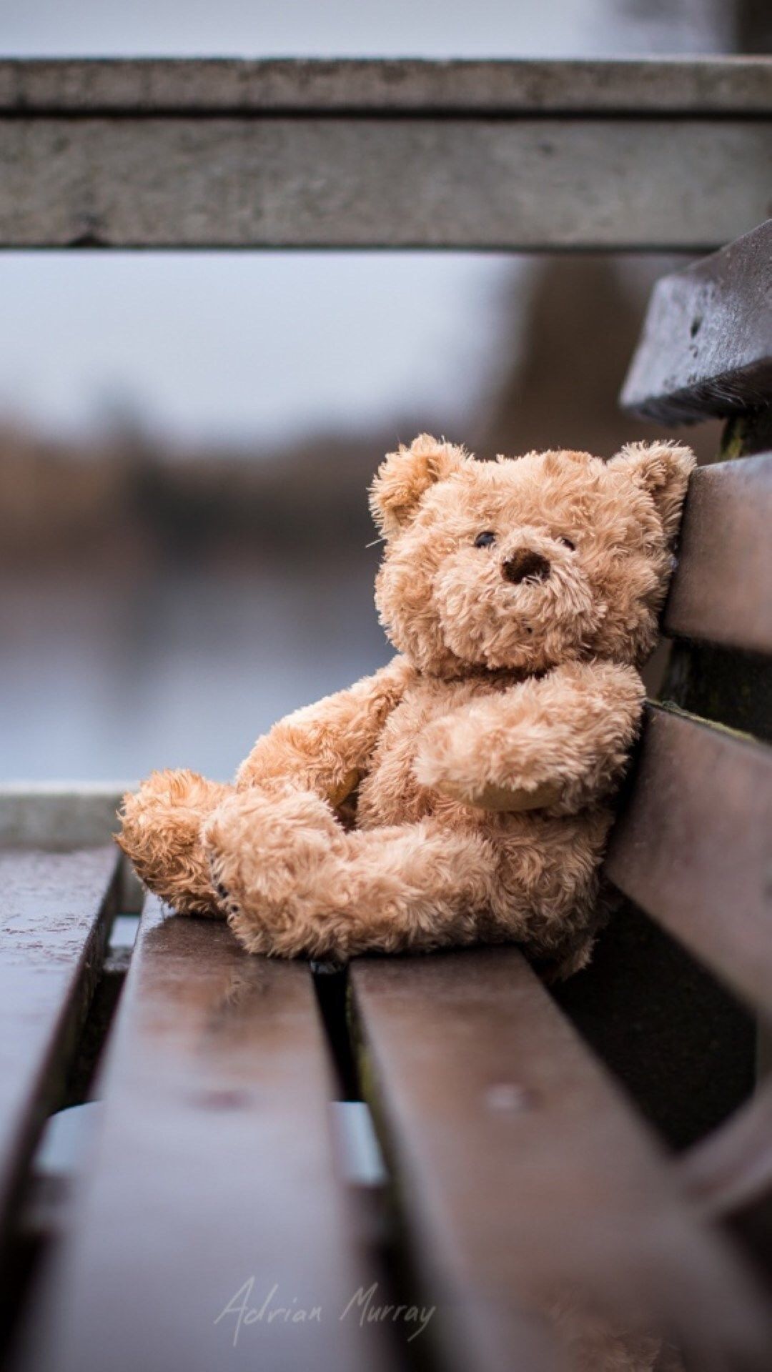 Lonely Bear Bench Gray iPhone Plus Wallpaper Teddy