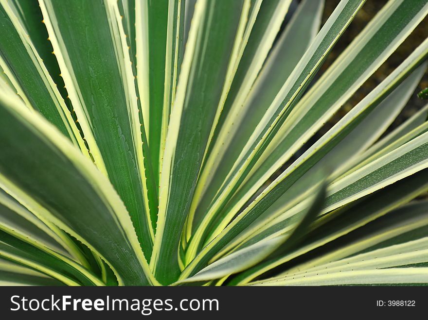 Agave Leafs Background Stock Image Photos