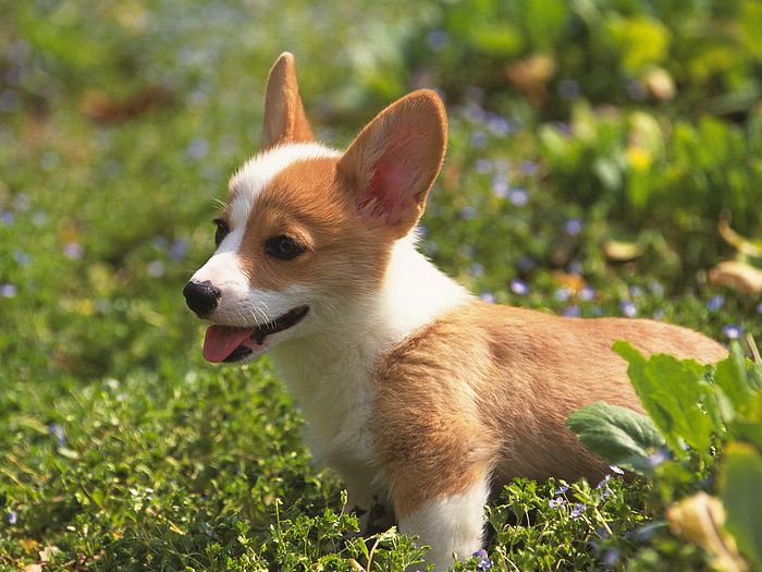 Showing Gallery For Cute Corgi Puppy Wallpaper