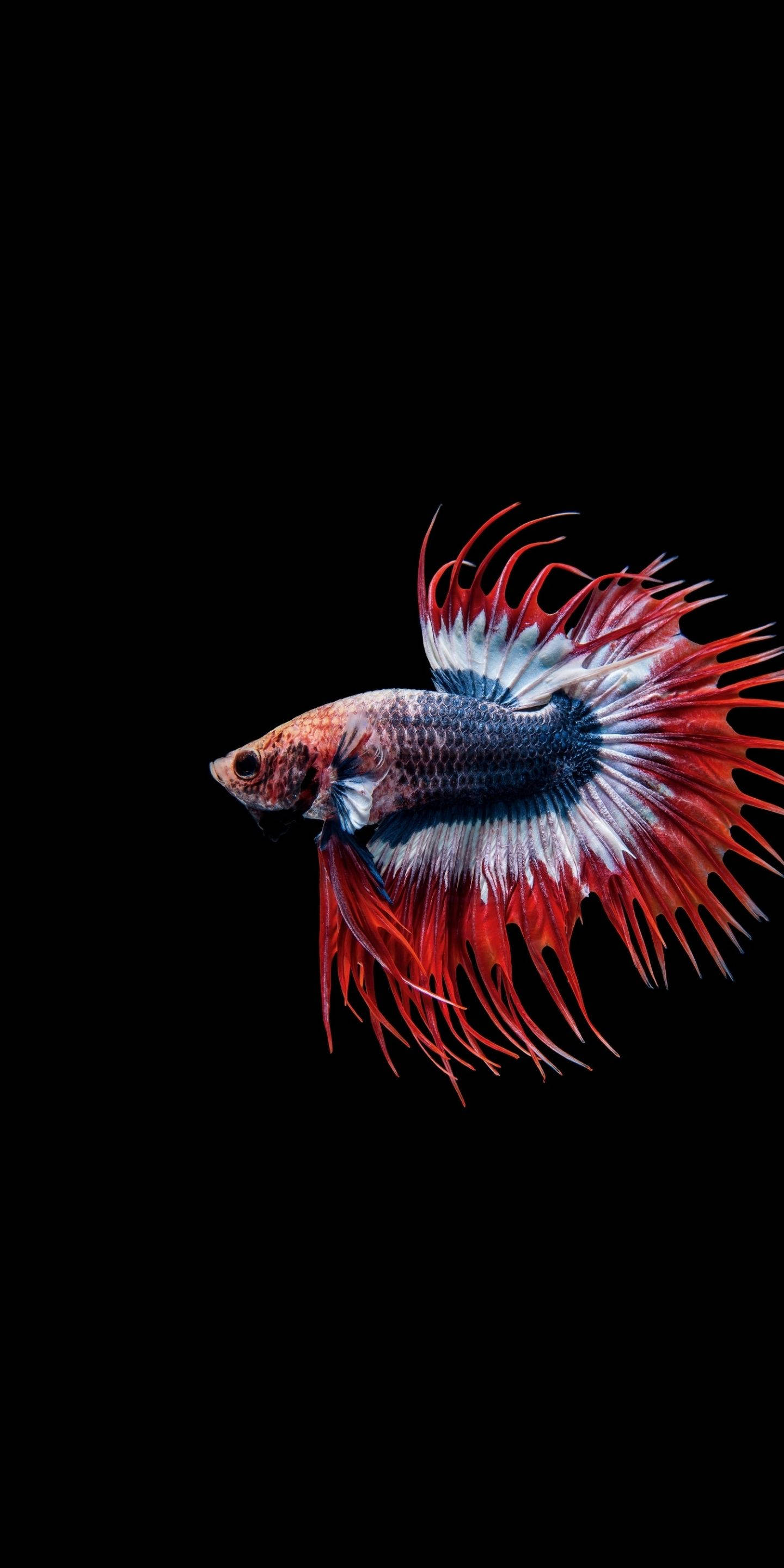 Fish iPhone Wallpaper