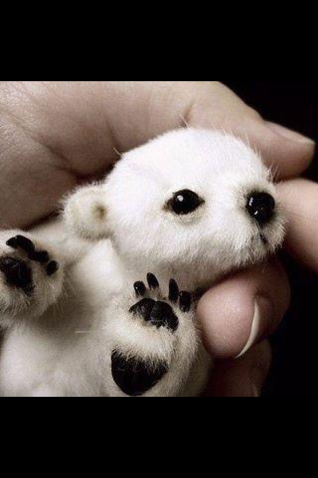 Baby Polar Bear By Huskeygal98
