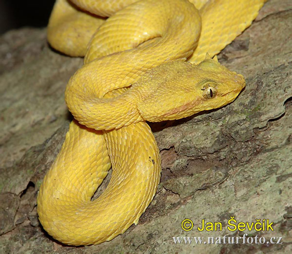 Gold Eyelash Viper Pictures Image Naturephoto