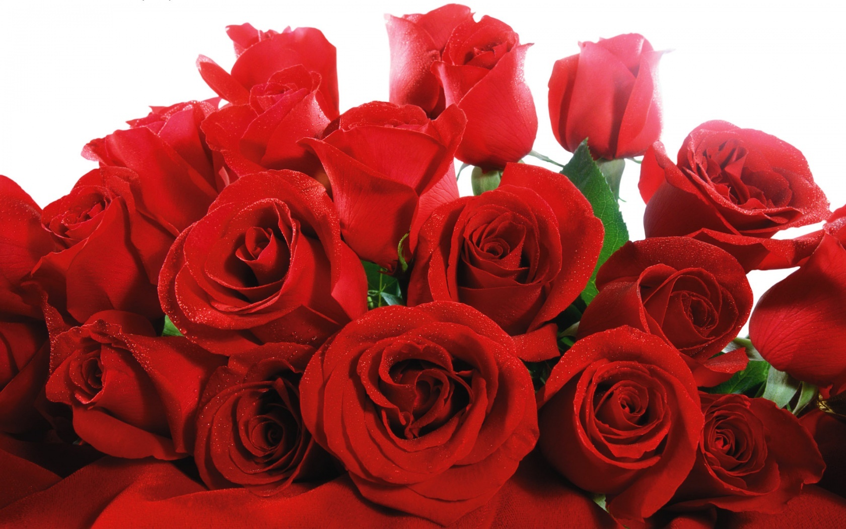 Lovely Red Roses Wallpaper HD