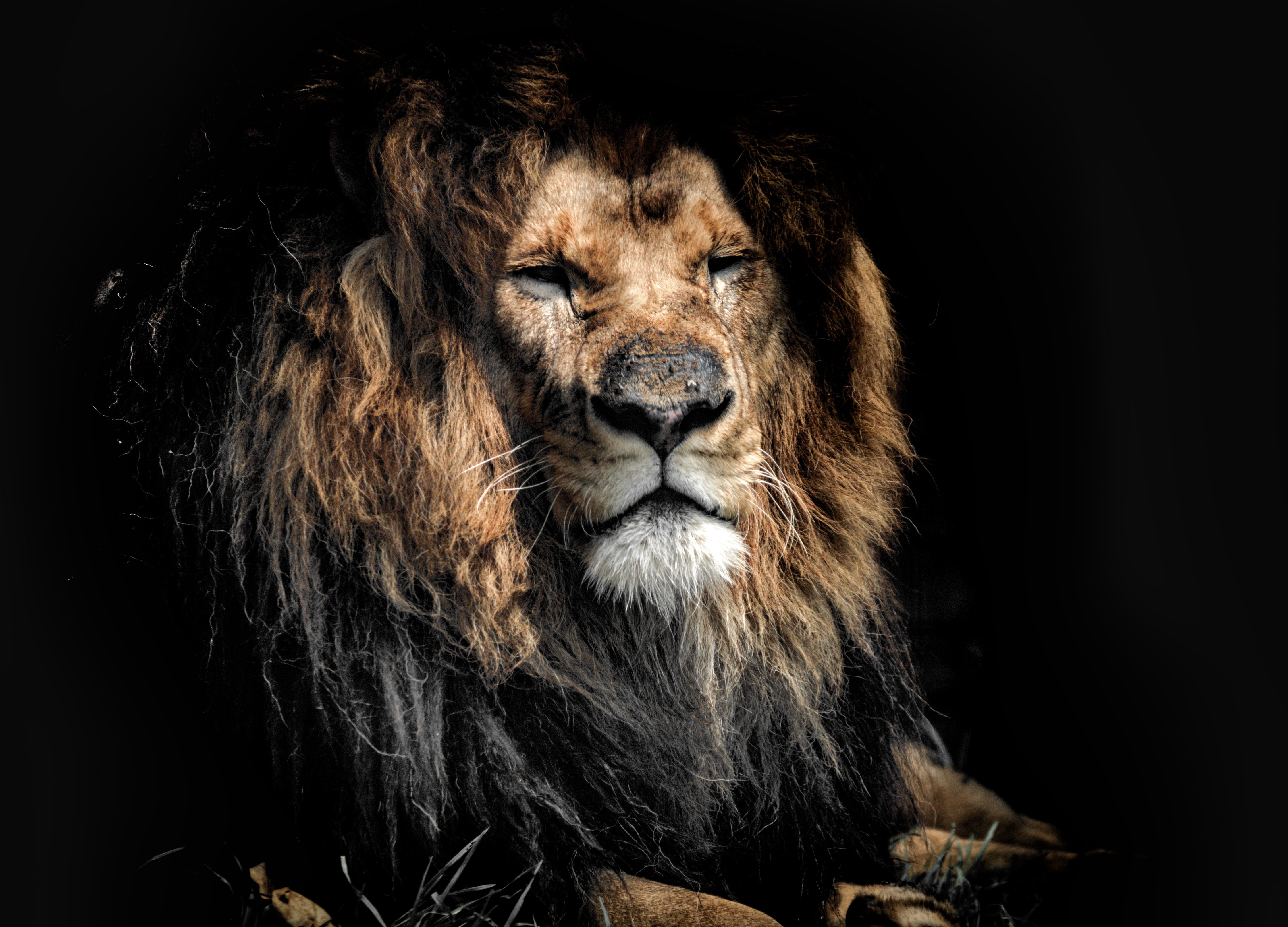Majestic Male Lion in Shadowy Setting