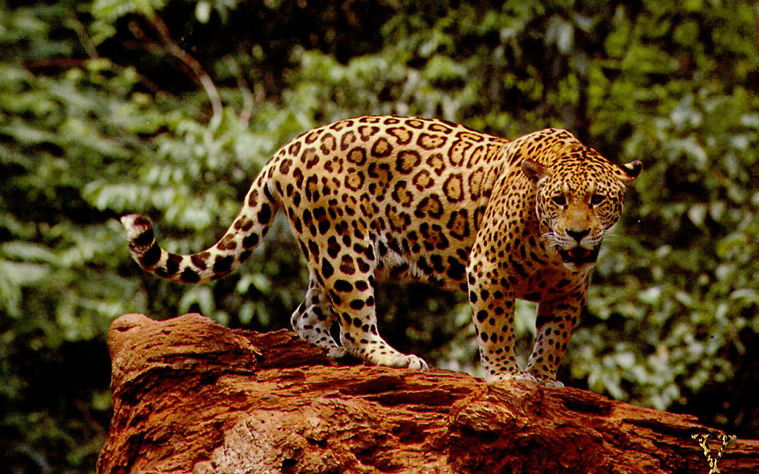 Jaguar Wallpaper Animal - WallpaperSafari