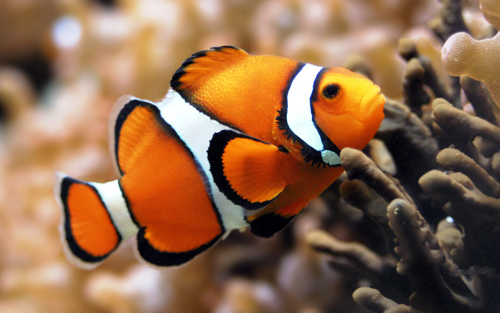 Cartoon Clown Fish Wallpaper Animal Desktop Background