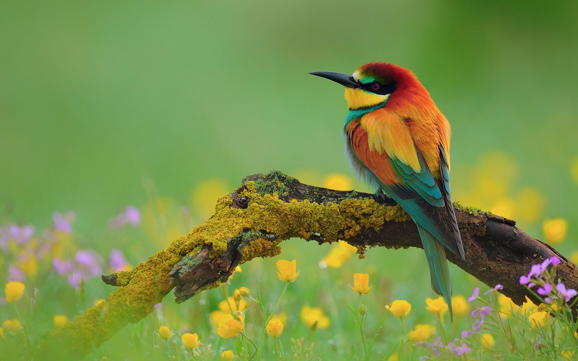 A vibrant European bee-eater perched on a moss-covered branch, amidst a field of wildflowers