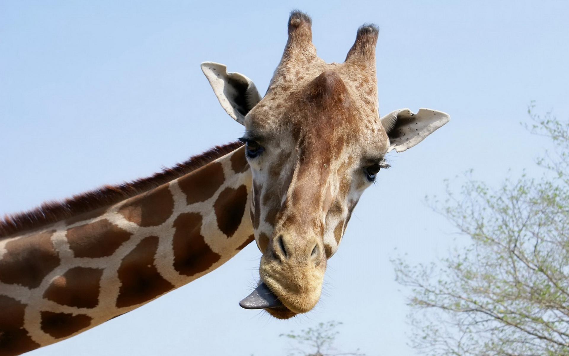 Giraffe Close Up Wallpaper Animal Desktop Background