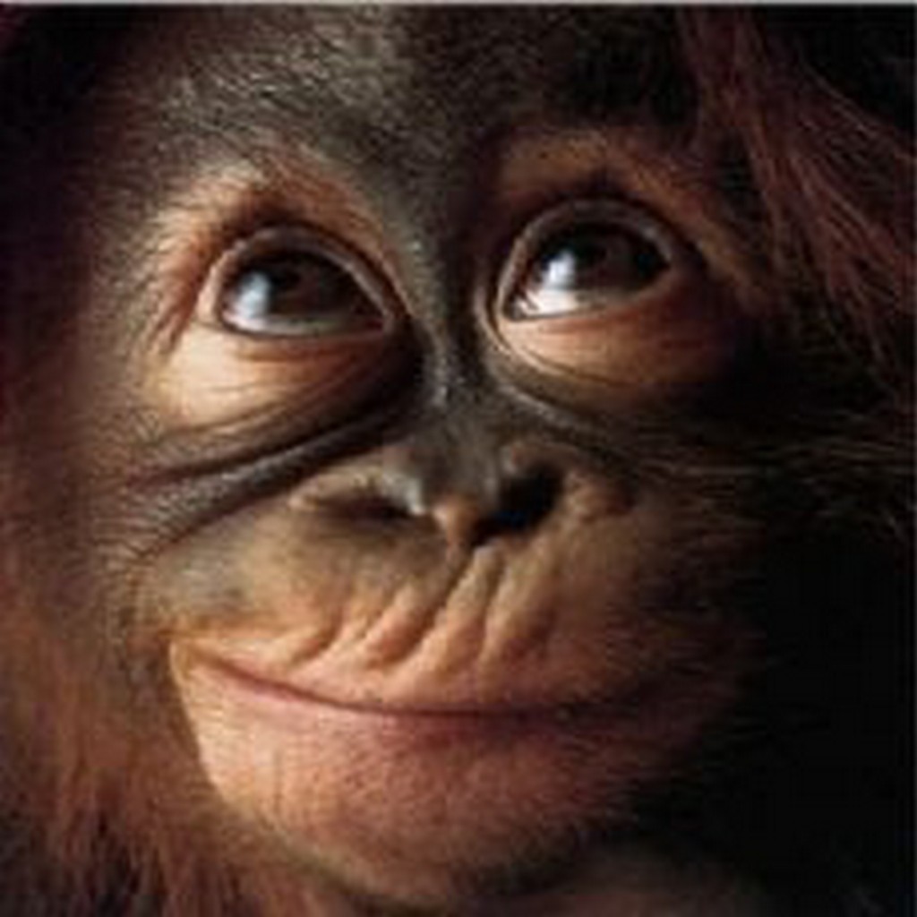 Funny Monkey Face Cute monkey face