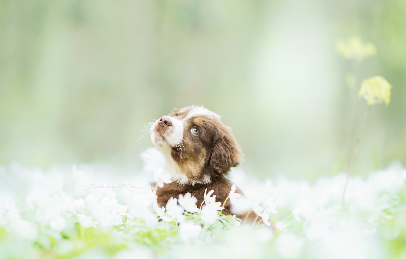 Wallpaper dog spring puppy images for desktop section