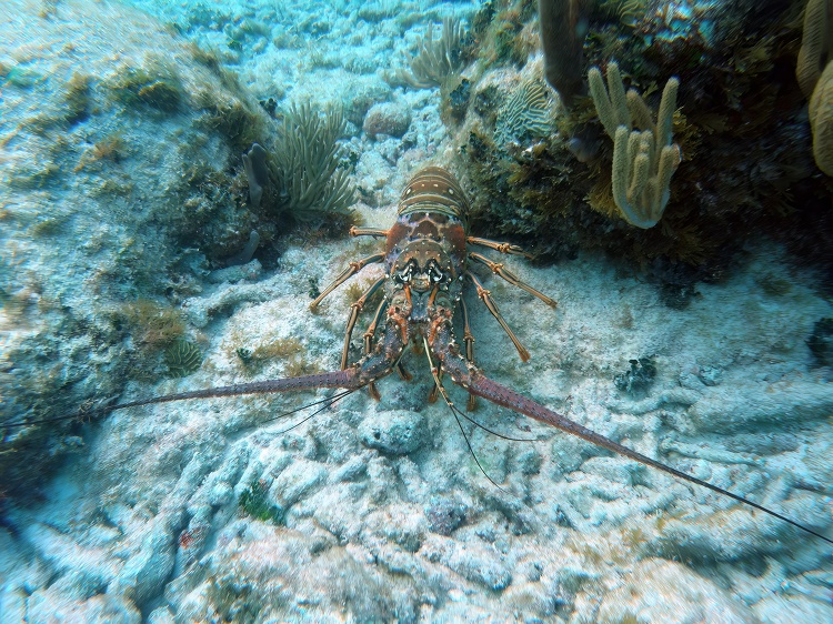 Coral And Invertebrates Wallpaper