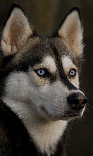Husky HD Live Wallpaper Android