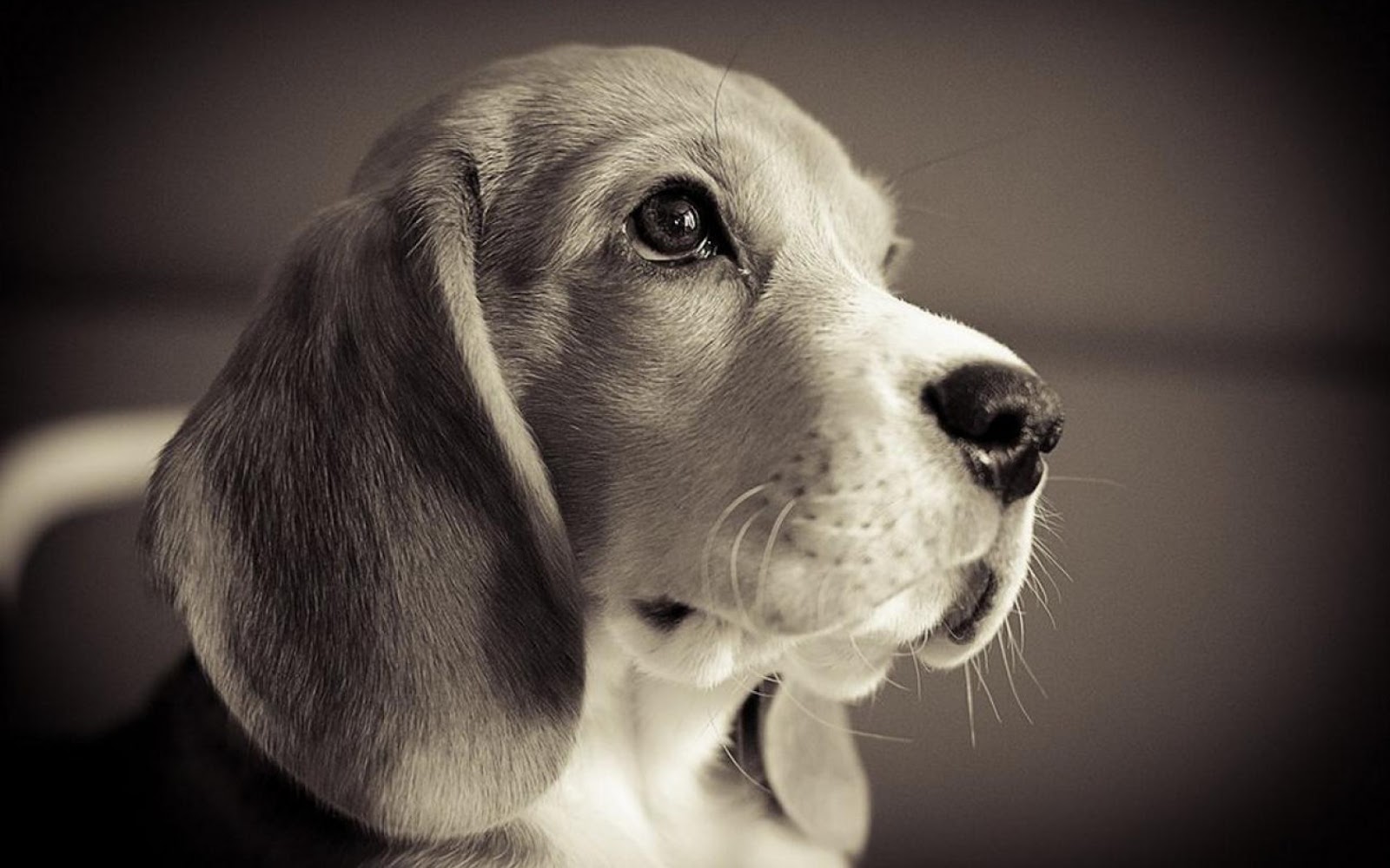 The Beagle Dog HD Desktop Wallpaper