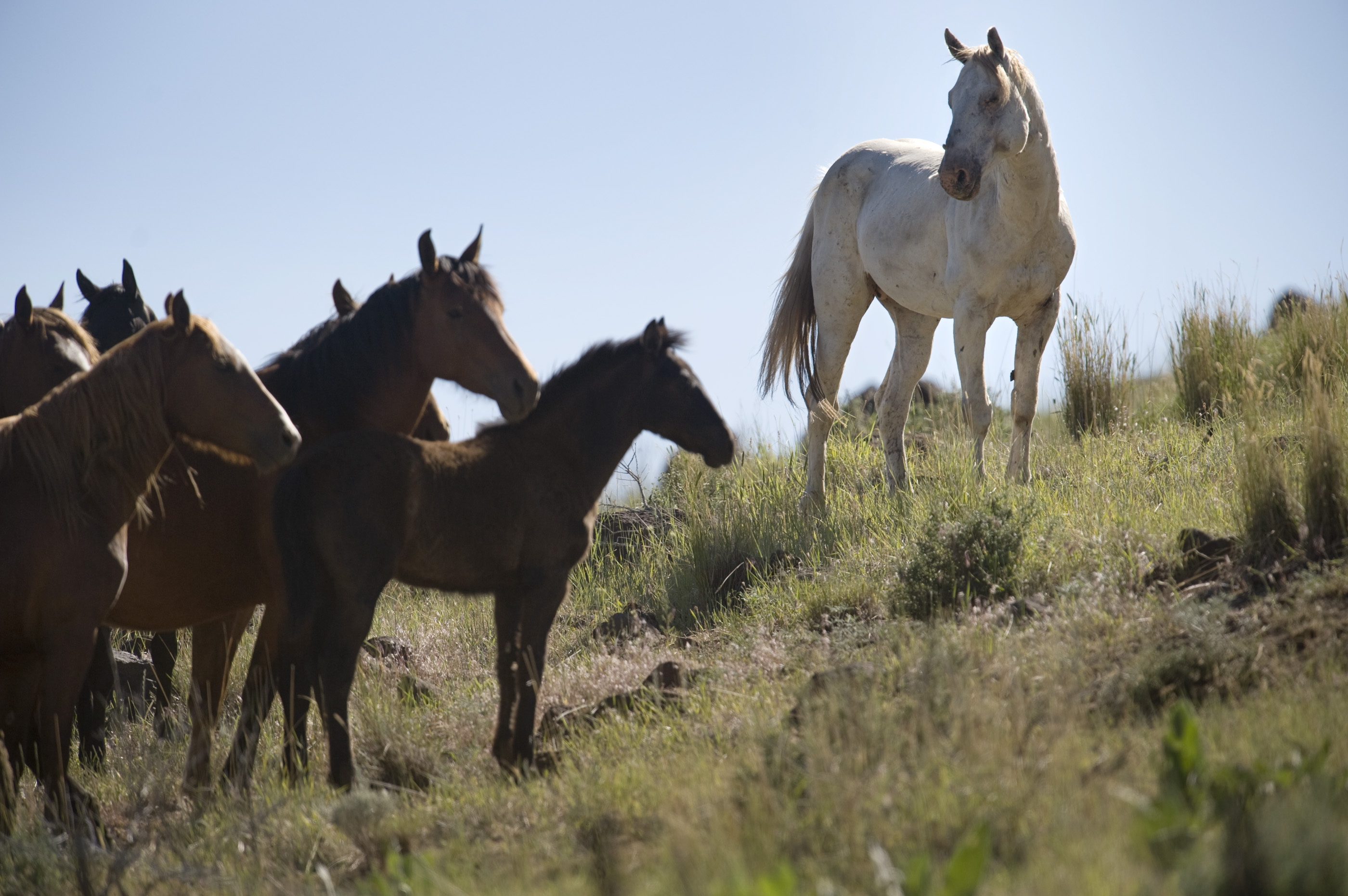 Wild Horse Wallpaper Pictures Image