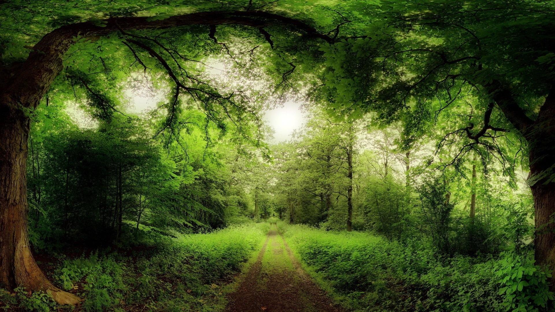  Images HD Road Through Magical Forest Wallpapers   Fullsize Wallpaper