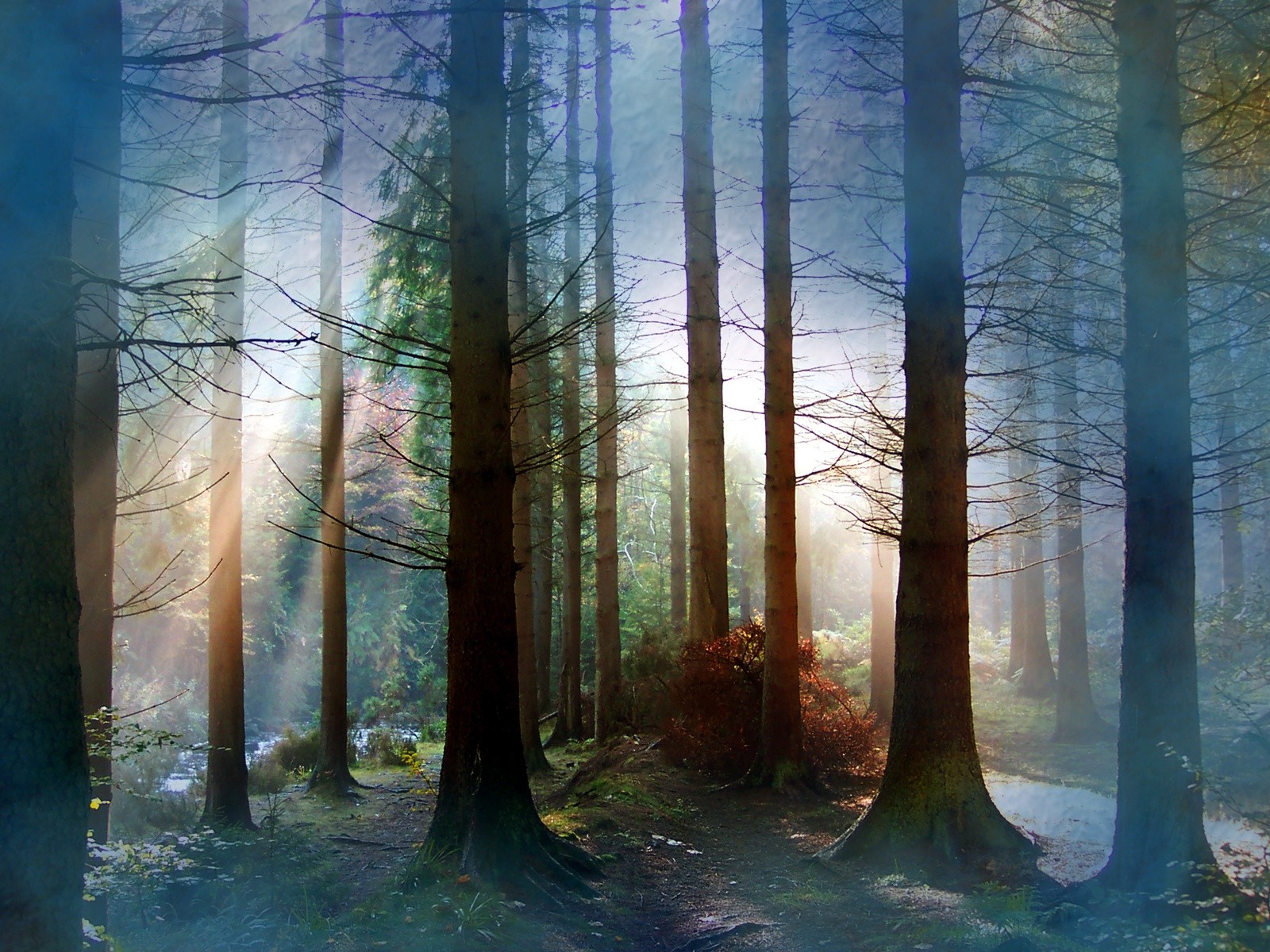 Fog In Forest Desktop Pc And Mac Wallpaper