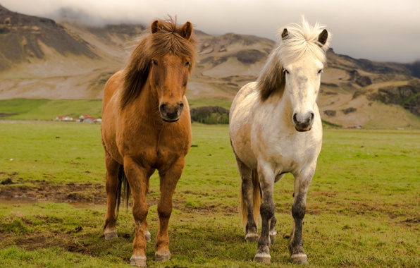 Wallpaper Iceland Farm Horses Animals