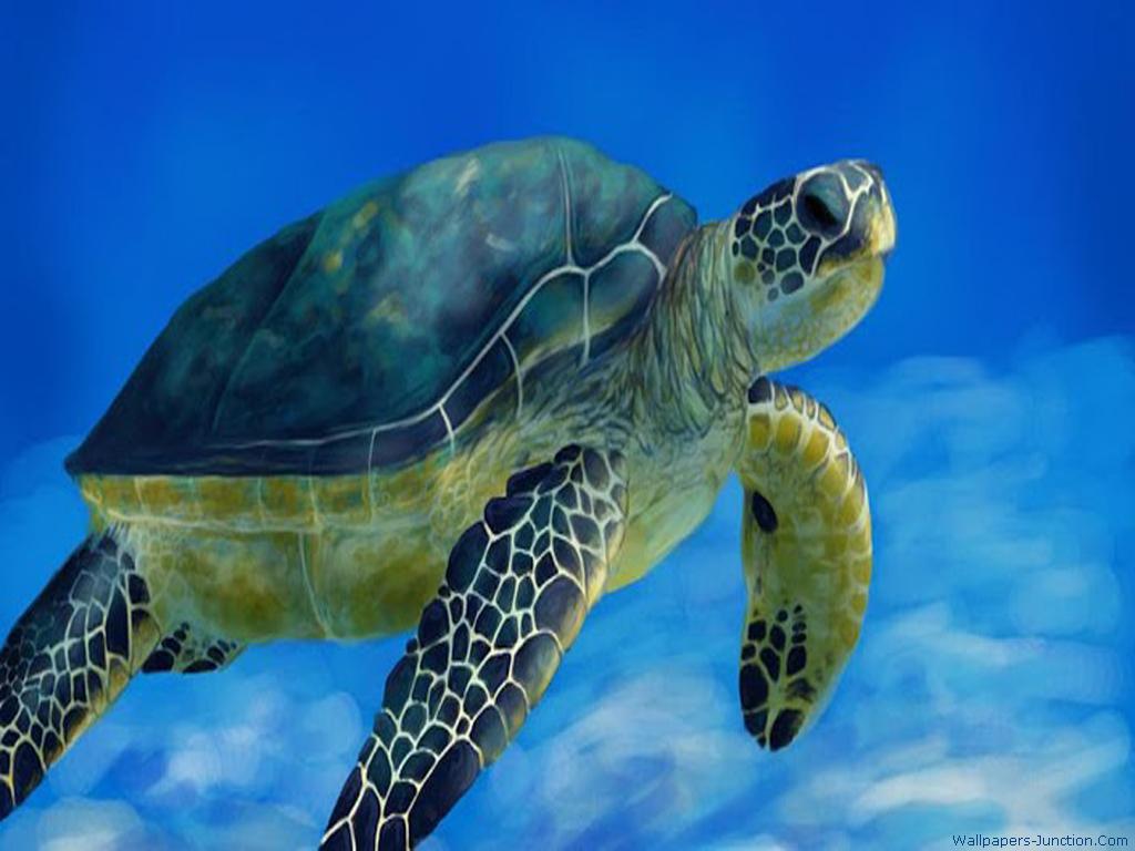 Animal Wallpaper Turtle