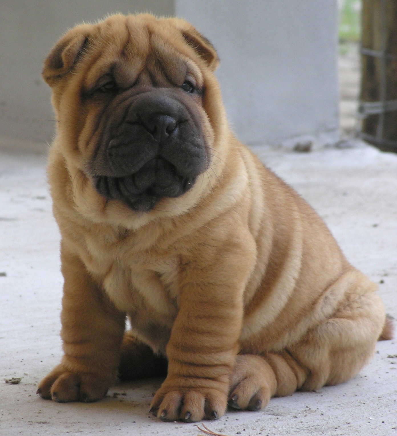 Nice Shar Pei Dog Photo And Wallpaper Beautiful