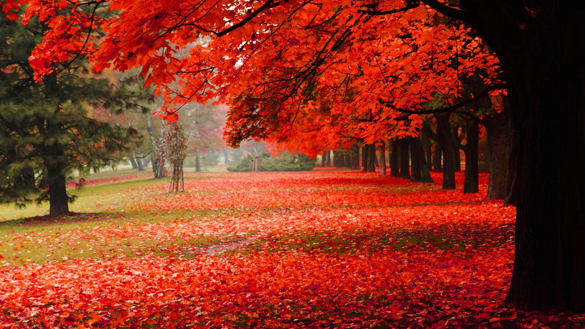 Autumn Nature Wallpaper HD Pictures One