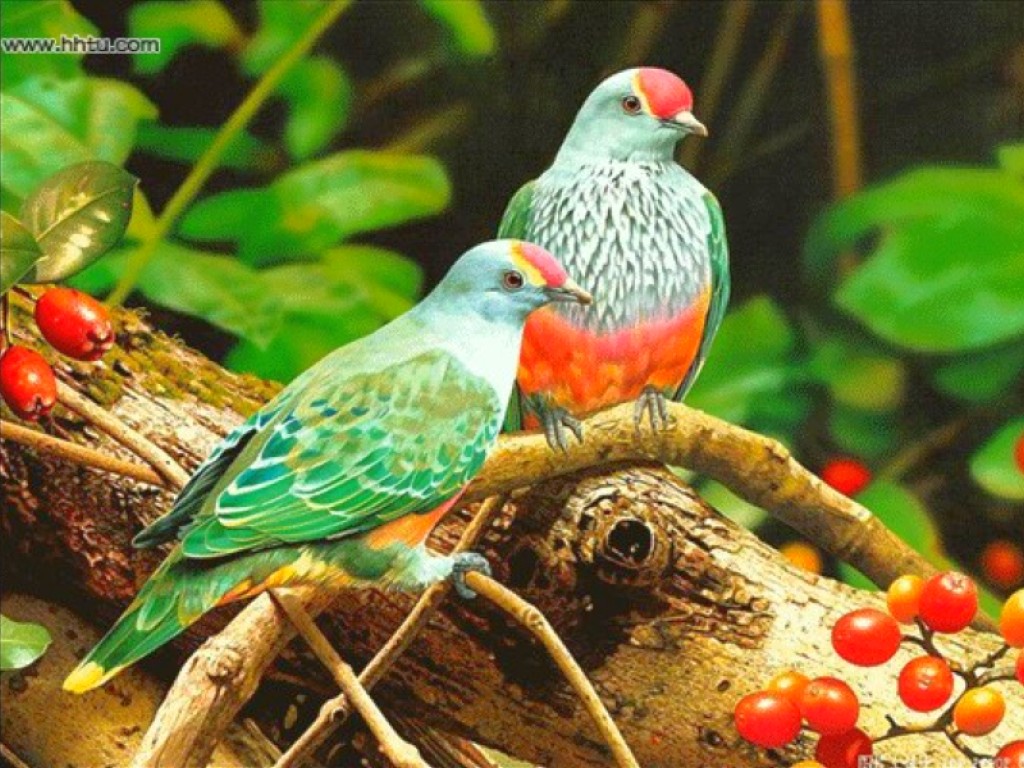 two colorful birds colorful bird blue birds twins colorful birds