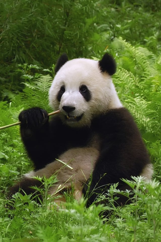 Pandas 66 Photos Fonds dcran