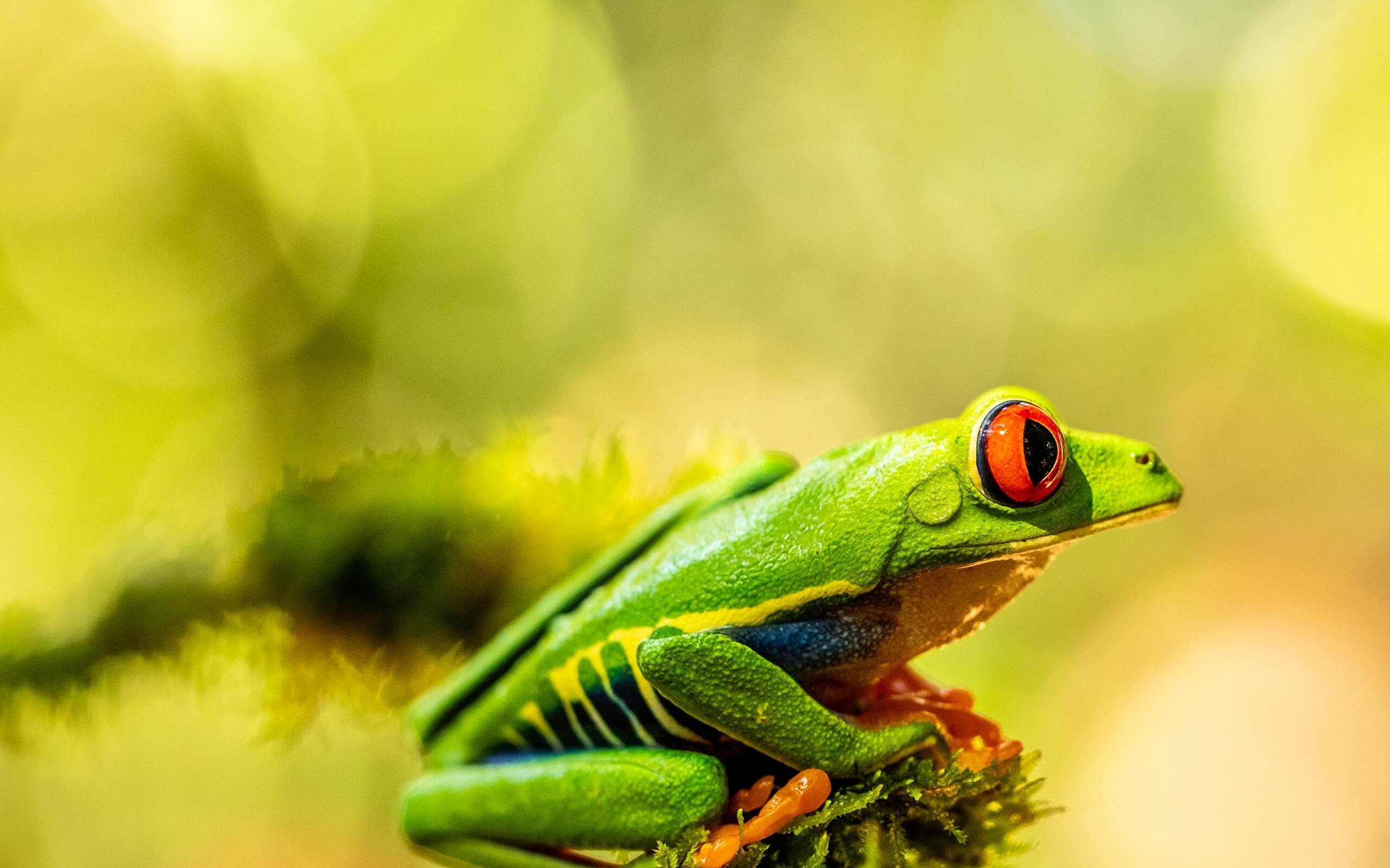 Frog 4K wallpapers for your desktop or mobile screen free and easy