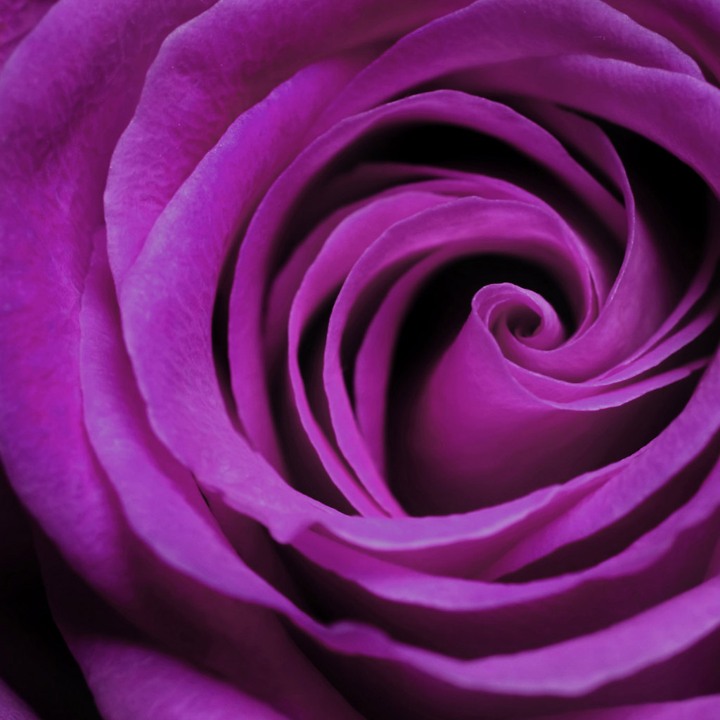 Purple Rose Bloom iPad Wallpaper Background HD