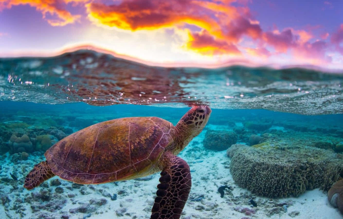 Cute Sea Turtle Wallpaper