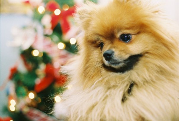 Christmas Cute Dog Pomeranian Image On Favim