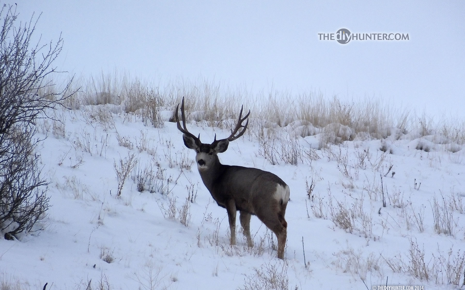 Large Mule Deer Buck In Snow