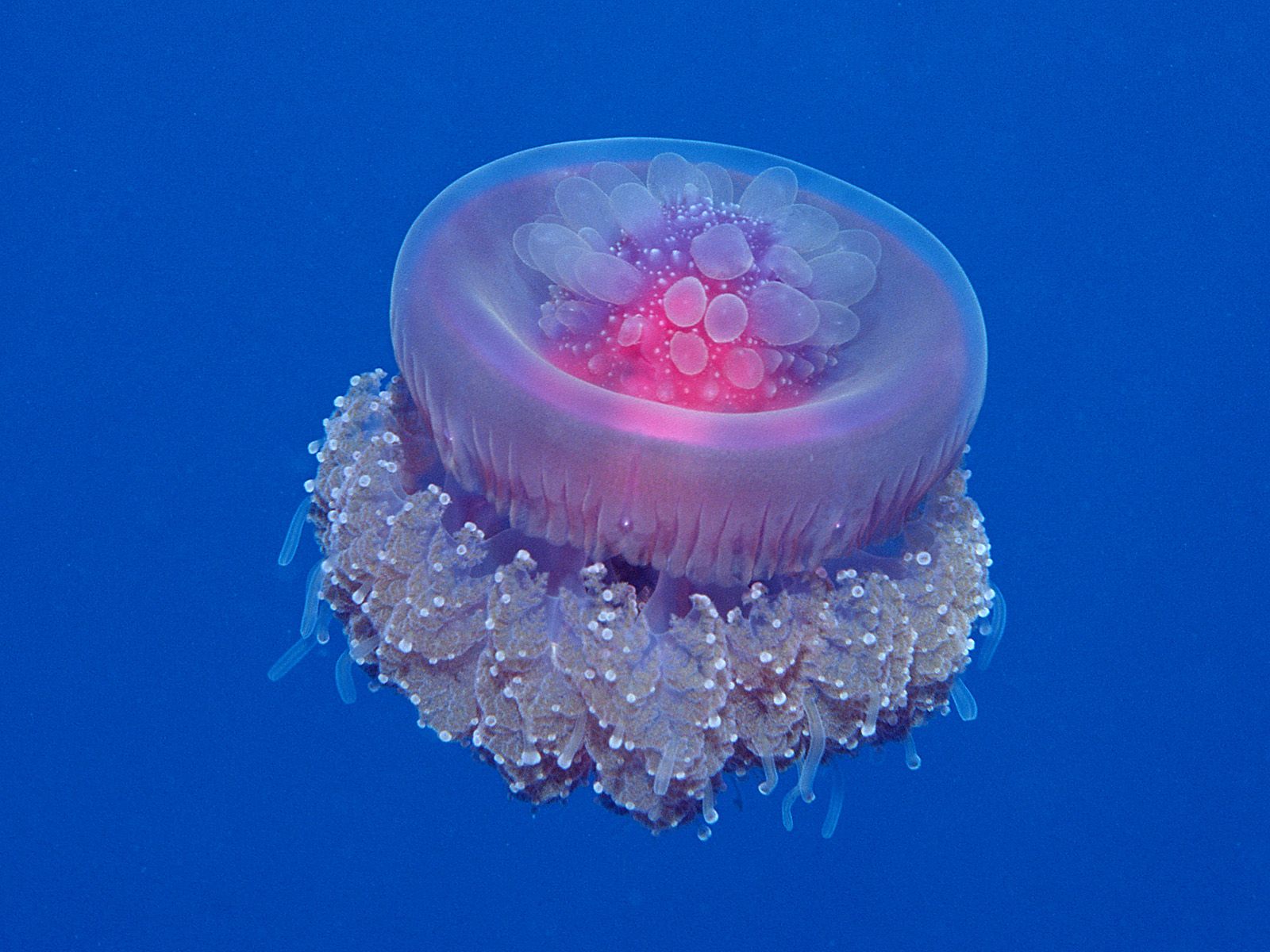 Crown Jellyfish Wallpaper