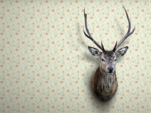 My Wallpaper Desktop Hirsch Deer Wall Fun Hunting Jags