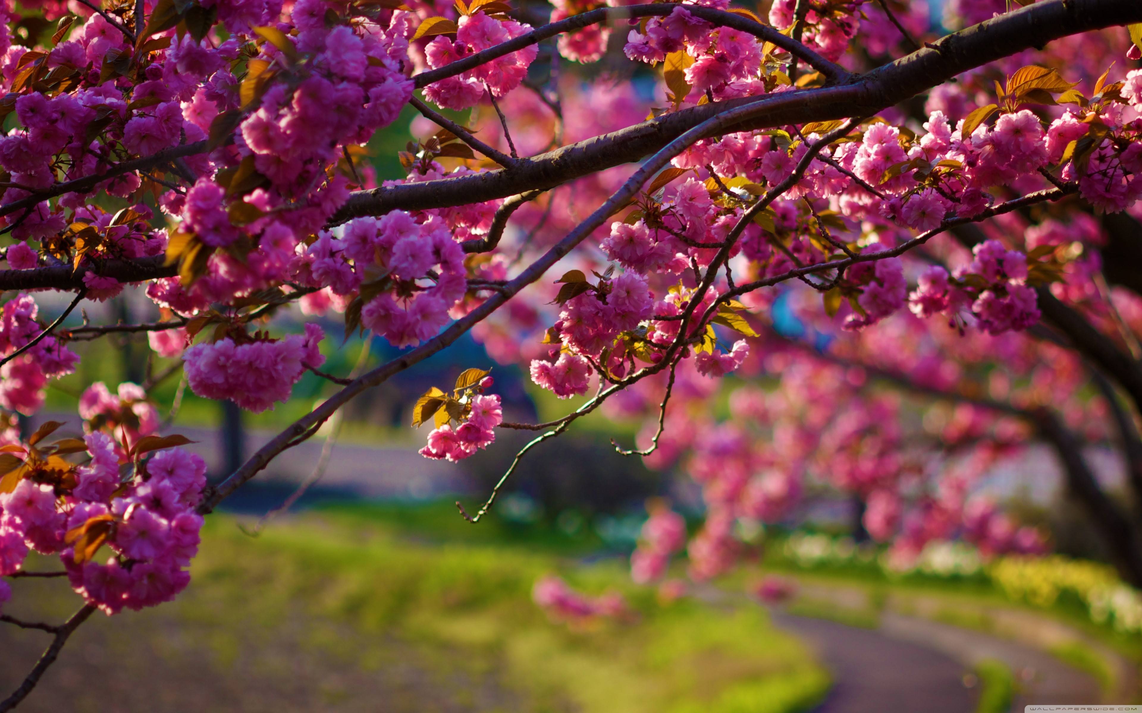 Spring Nature Wallpaper Top Background