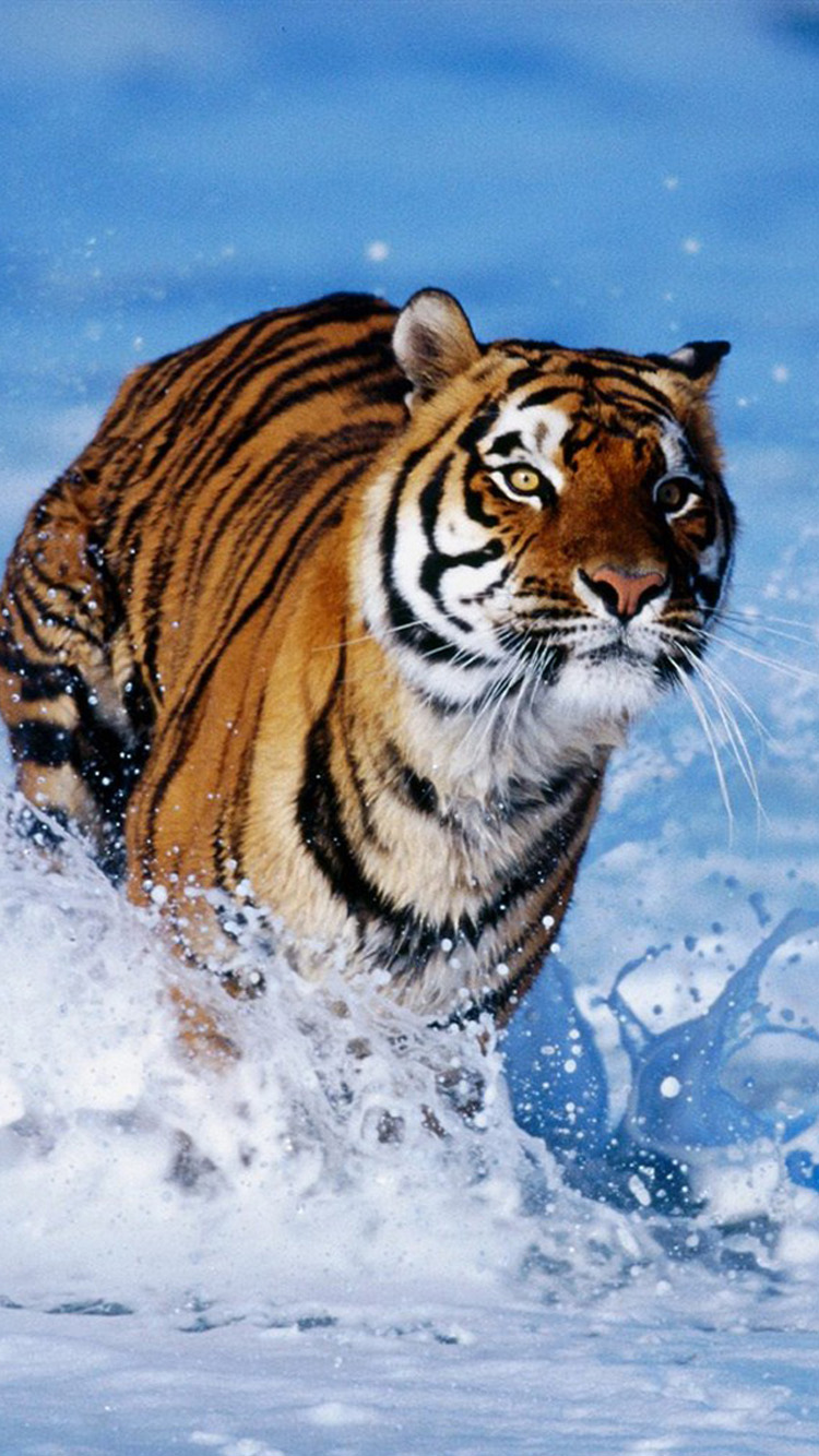 Water Tiger iPhone 6 Wallpaper HD iPhone 6 Wallpaper