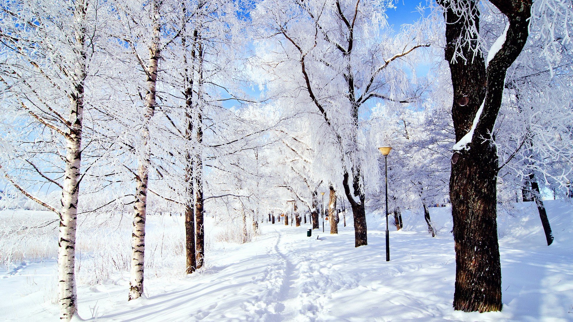 Winter Snowy Scene HD Wallpaper Id