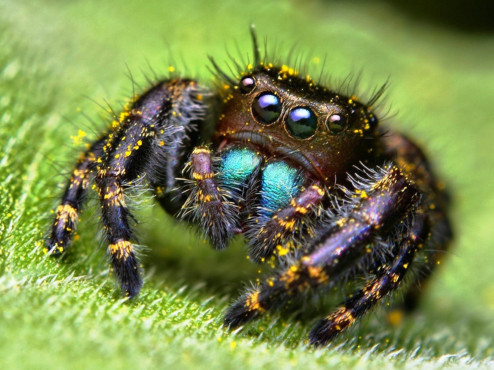 Spider Wallpapers   1600x1200   470161