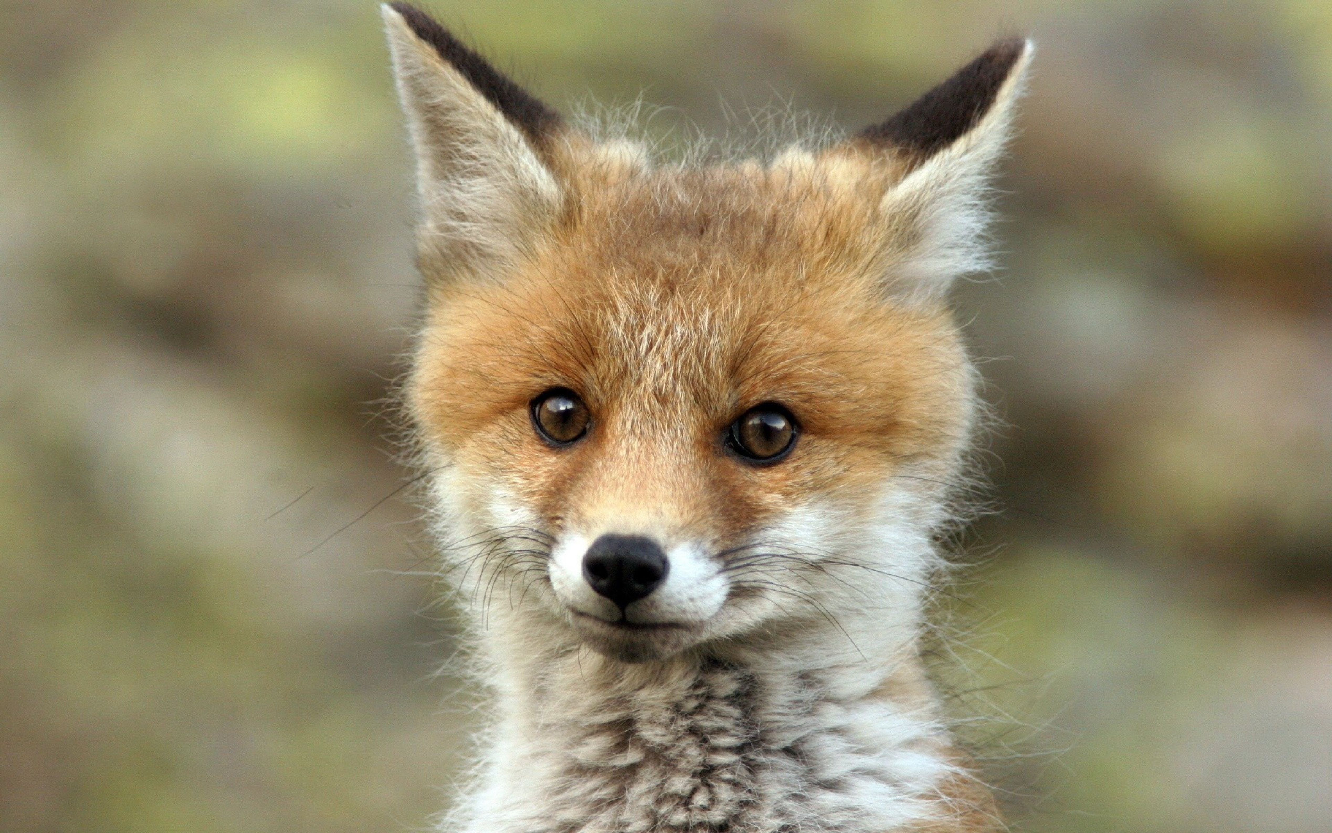 Cute Baby Fox Wallpaper Image Pictures Becuo