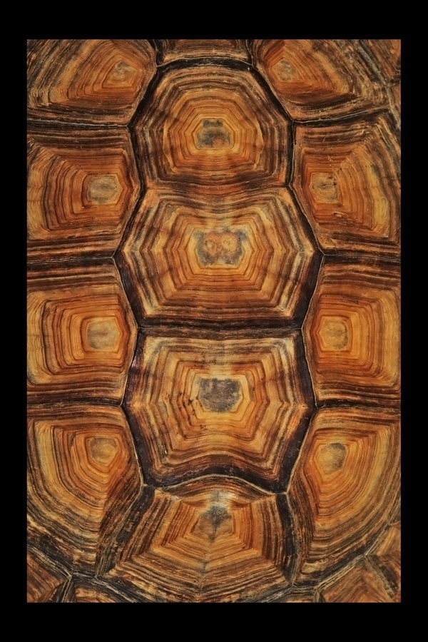 Tortoise Shell Wallpaper Yes Please