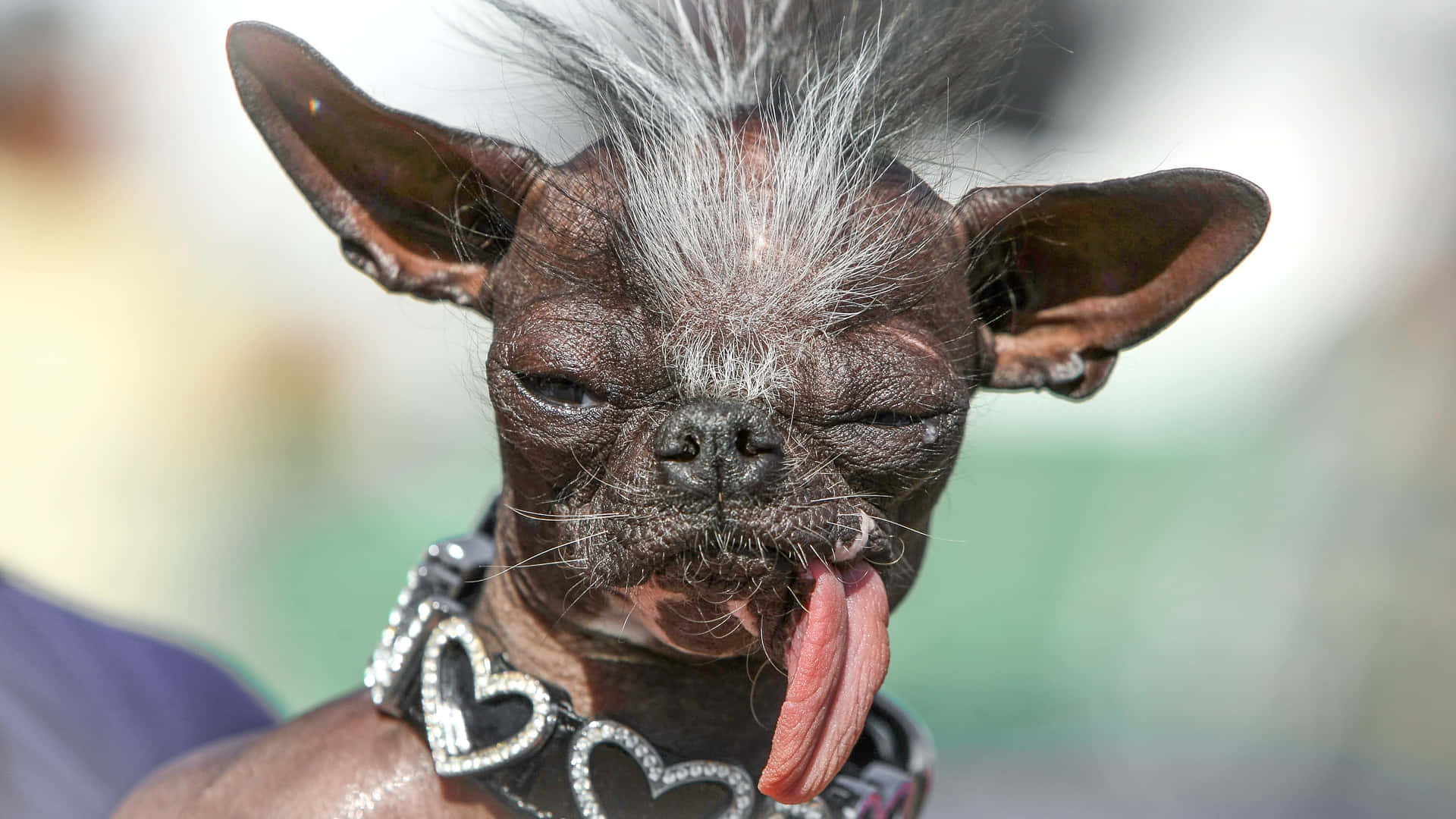 Ugly Picture Wallpaper